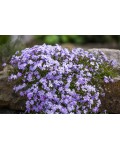 Флокс шилоподібний Fabulous Blue Violet у цвітінні